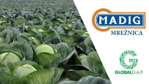 Madig Mrežnica dobila GLOBALG.A.P IFA v6 sertifikat za održivu proizvodnju kupusa