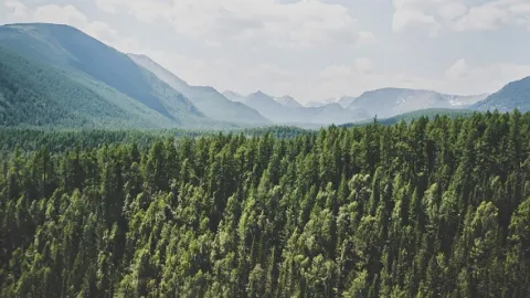 Svi beloruski FSC sertifikati će morati da budu ukinuti 