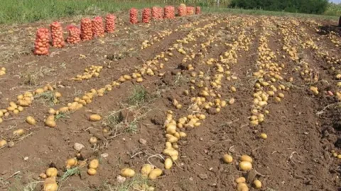 Glamočki krompir dobija ličnu kartu - brendiranjem do zaštite kvaliteta