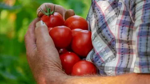 Nov zakon o organskoj proizvodnji do kraja godine, olakšan put do tržišta EU